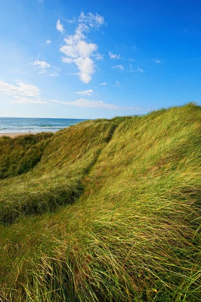 海側植生 海岸近くの堤防に生えている草 — ストック写真