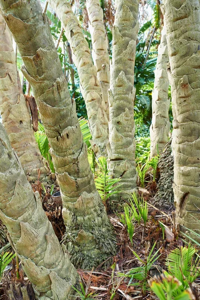 Troncos Tropicales Imagen Recortada Troncos Árboles Bosque Tropical — Foto de Stock