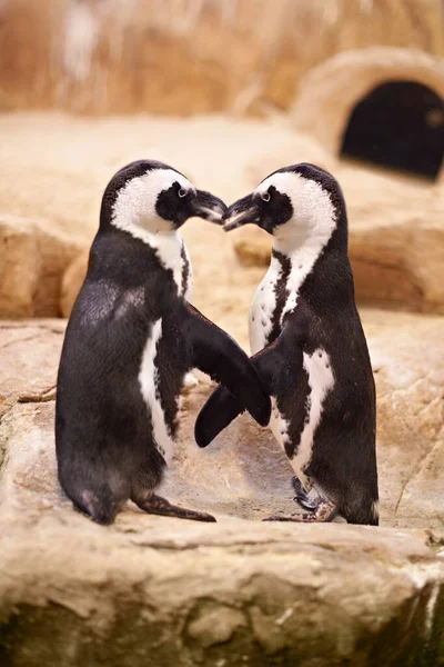 Penquins Kiezen Partners Voor Het Leven Twee Pinguïns Staan Snavel — Stockfoto