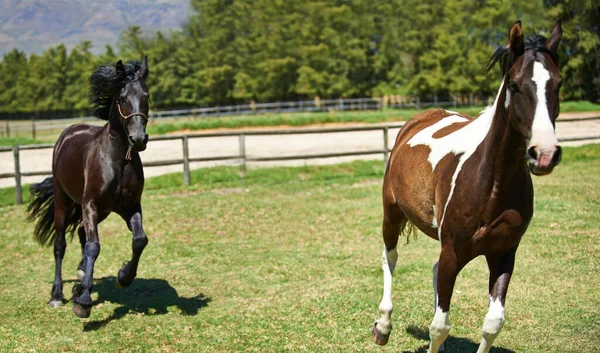 Springer Tillsammans Två Hästar Som Travar Åker Ranch — Stockfoto