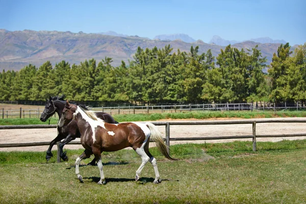 Springer Tillsammans Två Hästar Som Springer Åker Ranch — Stockfoto