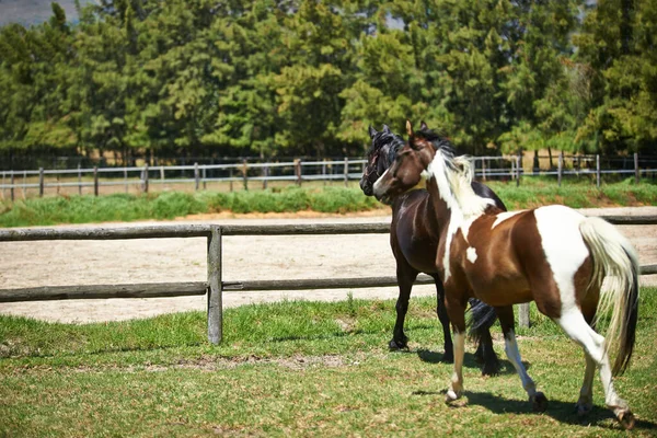 Jag Fångade Deras Uppmärksamhet Två Hästar Som Travar Åker Ranch — Stockfoto