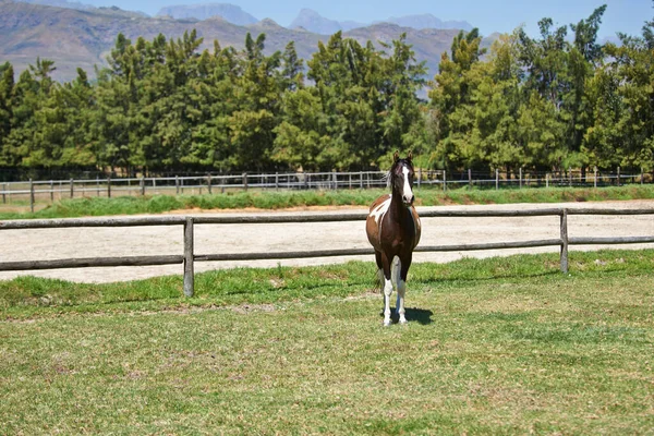 Ensam Ett Fält Långskott Häst Stående Ett Fält Ranch — Stockfoto