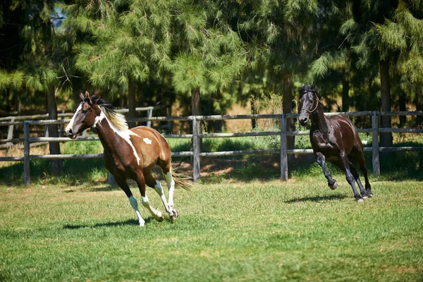 Vänner Fältet Två Hästar Som Galopperar Åker Ranch — Stockfoto