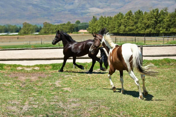 Sträck Benen Två Hästar Som Travar Åker Ranch — Stockfoto