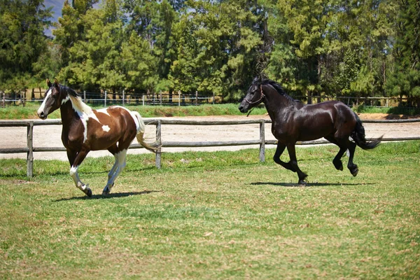 Fri Att Springa Två Hästar Som Galopperar Åker Ranch — Stockfoto