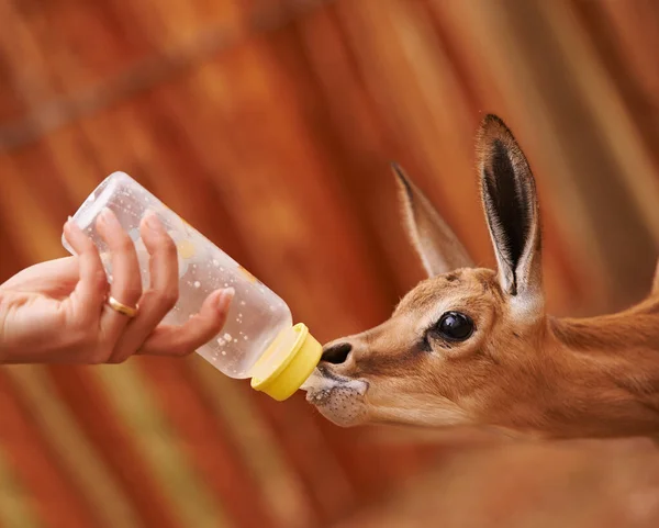 Feeding Time Cropped View Baby Springbok Being Bottle Fed — Stock Photo, Image