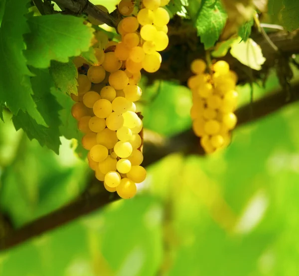 Uvas Vid Luz Del Sol Tarde Primer Plano Uvas Viñedo —  Fotos de Stock