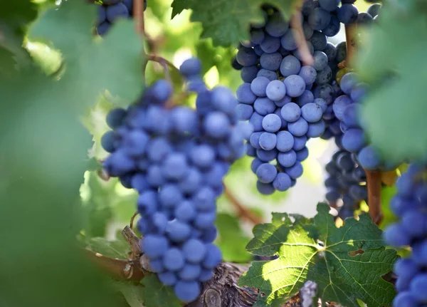 Aproveite Recompensa Baco Tiro Perto Ramo Uvas Uma Vinha — Fotografia de Stock