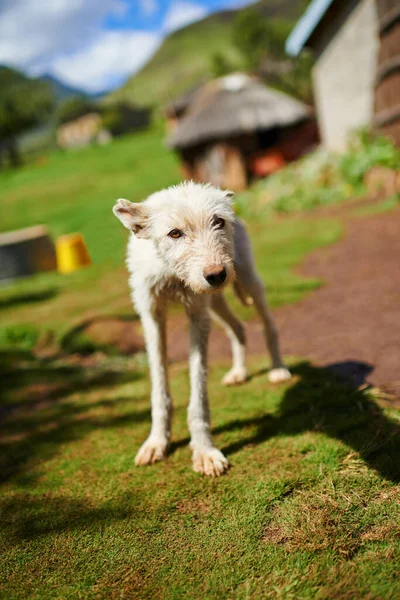 Kisinin Iyisi Evcil Vahşi Beyaz Bir Köpek Resmi Arka Planda — Stok fotoğraf