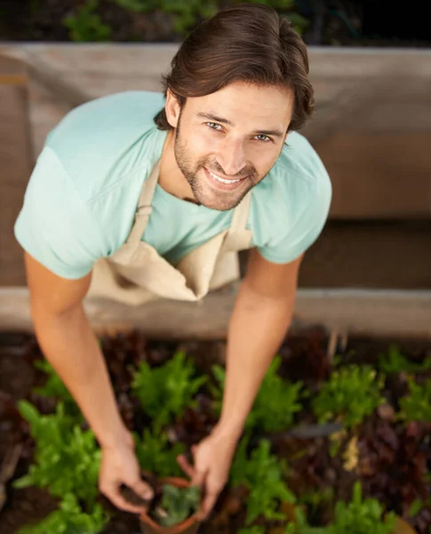 Proporcionar Las Plantas Casas Maceta Hombre Guapo Maceta Plantas Vivero — Foto de Stock