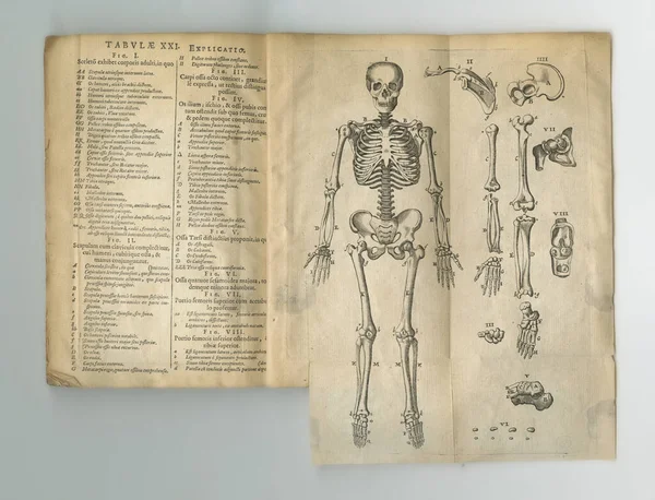 Старая Книга Латинской Анатомии Old Anatomy Book Its Pages Display — стоковое фото