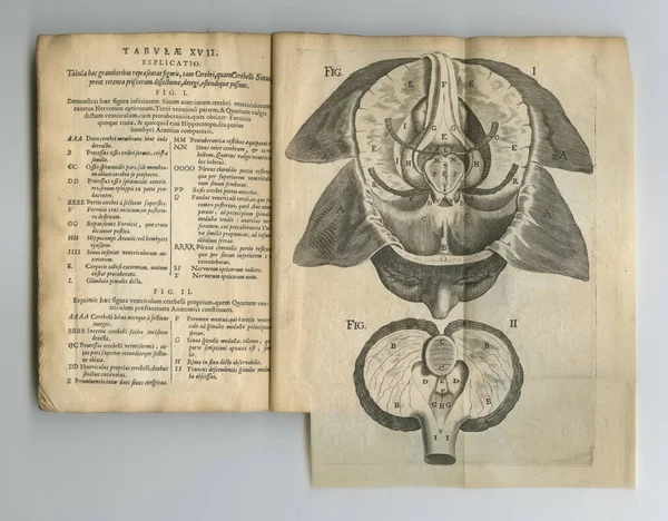 Gele Anatomie Boek Een Oud Anatomieboek Met Tentoongestelde Pagina — Stockfoto