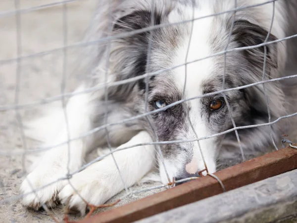 Bir Dalaşı Dünyası Kafesin Parmaklıklarından Kameraya Bakan Bunalımlı Bir Köpek — Stok fotoğraf