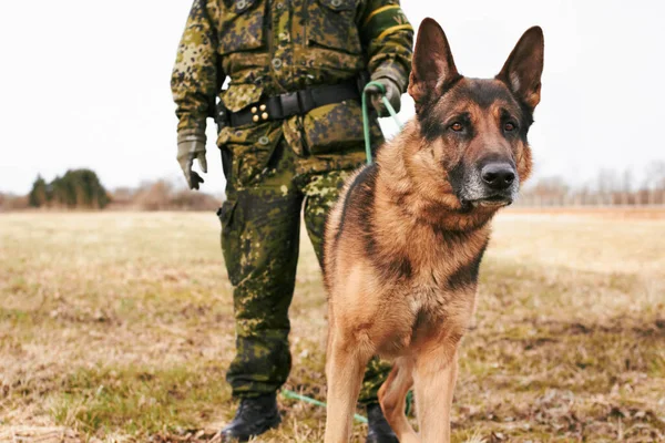 On alert. An alert alsatian looking towards the camera with a soldier holding his leash