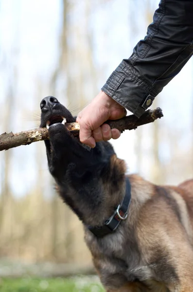 Biting Hard Strong Alsatian Pulling Stick His Master — Stock Photo, Image