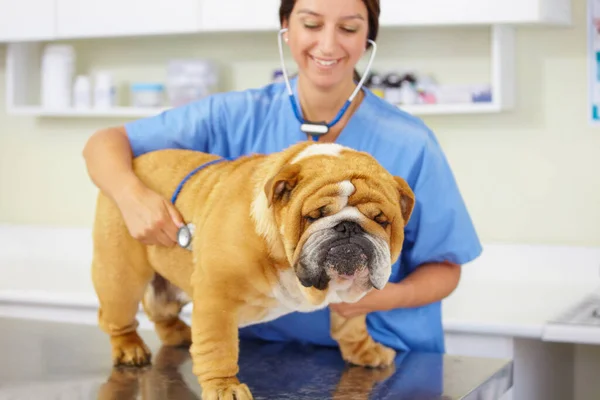 強くて健康的なブルドッグ 大規模なブルドッグを診察台の上で観察する若い獣医は — ストック写真