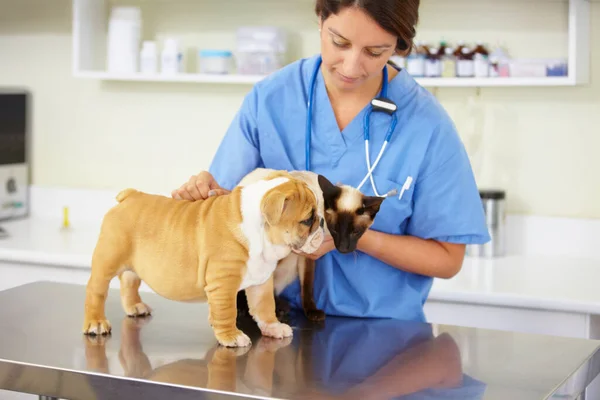 Get Well Young Female Vet Holding Bulldog Puppy Siamese Kitty — Stock Photo, Image