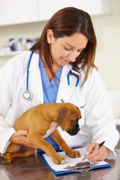 彼は遊び心のある小さな患者です オフィスで子犬を調べている若い女性獣医師が — ストック写真