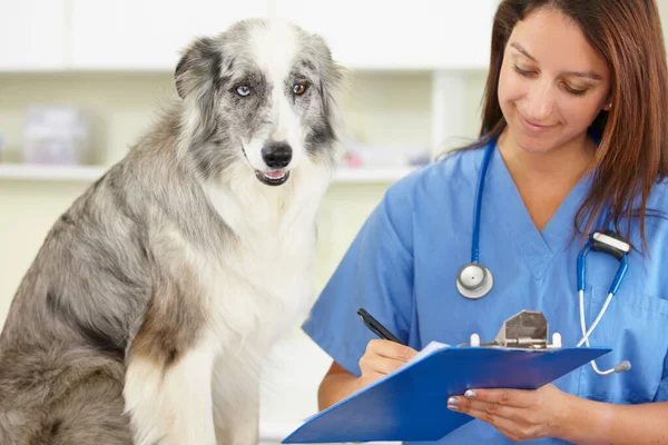 Regardé Son Dossier Médical Une Jeune Vétérinaire Examinant Chien Dans — Photo