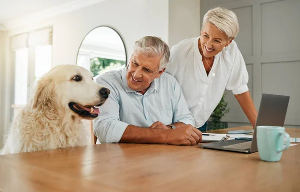 Happy senior couple in Australia home with dog, elderly man planning retirement budget on laptop and internet connection. Research finance in living room, pet relax in family time and woman smile.