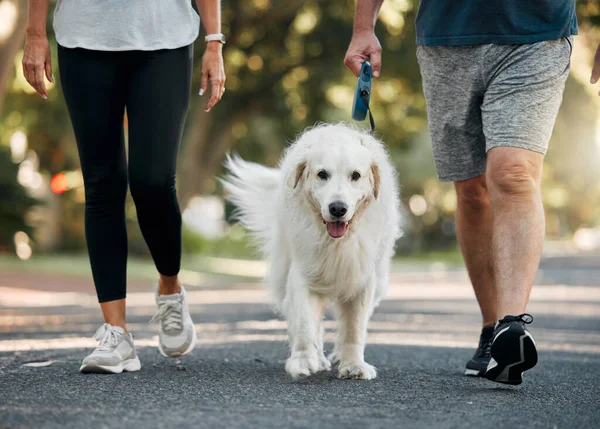 夫妻二人在公园里遛狗 进行锻炼 健身和锻炼 老年男女一起带着宠物 用皮带在户外散步 促进健康 积极和健康的生活方式的休闲活动 — 图库照片