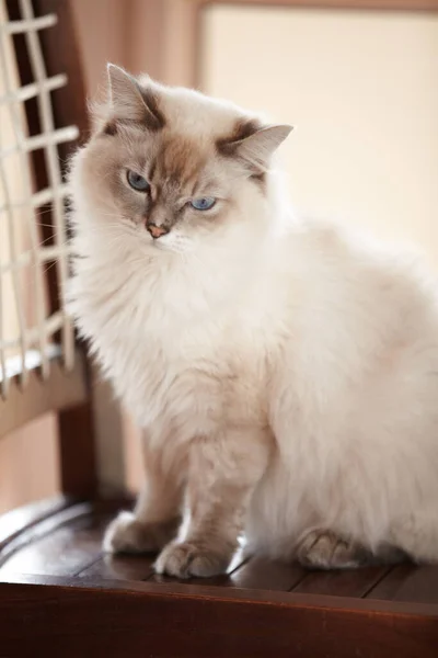 Desinteresado Segundo Nombre Hermoso Gato Siamés Mullido Sentado Una Silla —  Fotos de Stock