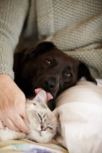 Mis Amigos Peludos Una Foto Recortada Gato Perro Acostados Regazo — Foto de Stock