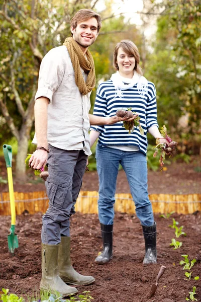 Siempre Preferimos Forma Orgánica Una Joven Pareja Cosechando Verduras Jardín — Foto de Stock