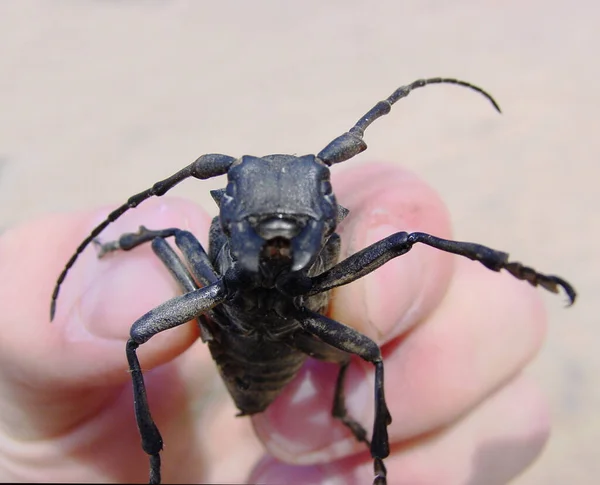 Huge Black Beetle Closeup Brave Man Holding Large Black Beetle — Stock Photo, Image