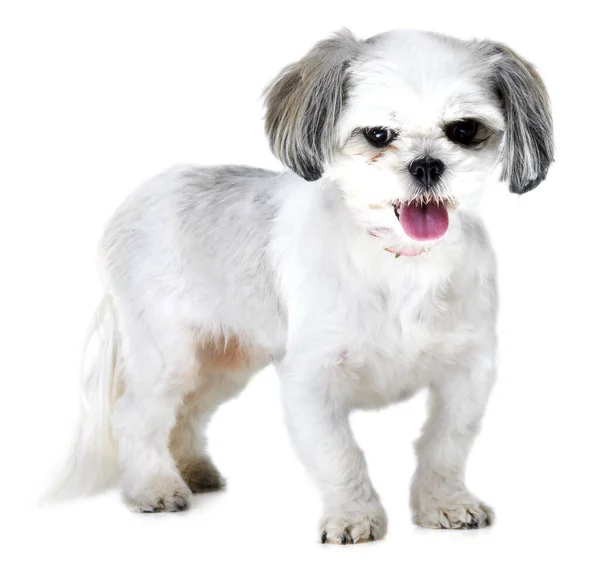 Gran Representante Raza Estudio Adorable Cachorro Lhasa Apso Aislado Blanco — Foto de Stock