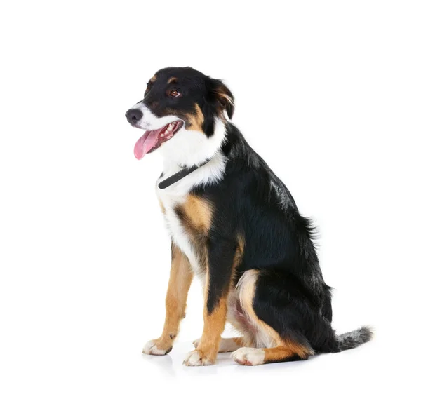 Sätt Dig Duktig Pojke Härstamning Gränsen Collie Sitter Lugnt Isolerad — Stockfoto