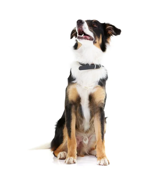 Está Mirando Producto Healthy Border Collie Mirando Hacia Arriba Aislado — Foto de Stock