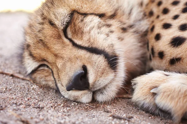 Cheetah Fauna Animales Jóvenes Que Duermen Descansan Relajan Zoológico Donde — Foto de Stock