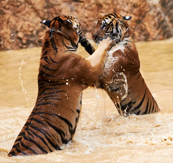 Tigre Tigre Dois Tigres Lutando Suas Patas Traseiras Uma Represa — Fotografia de Stock