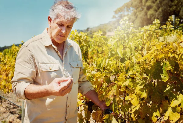 ブドウ畑で新鮮な赤ブドウを摘む一人の上級の白人農家 一人で立って 作物に触れ 夏にはワイン農場でそれらを調べるために生産高齢者 ハーブの果物のチェック — ストック写真