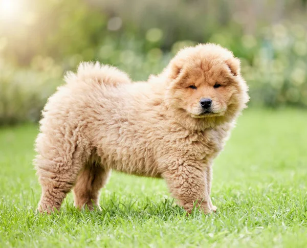 Tittar Världens Godaste Pojke Söt Käk Hund Gräsmattan Utomhus — Stockfoto