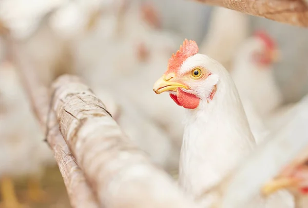 Pergunto Quando Será Servido Almoço Galinhas Uma Fazenda — Fotografia de Stock