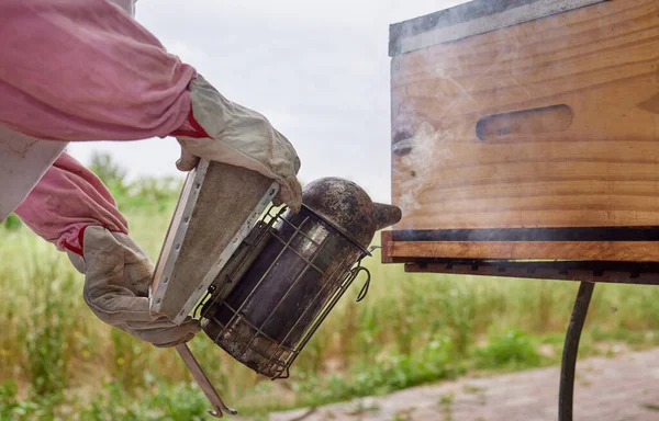 Спокойствие Перед Роем Пчеловод Использующий Курильщика Пчел Время Работы Ферме — стоковое фото