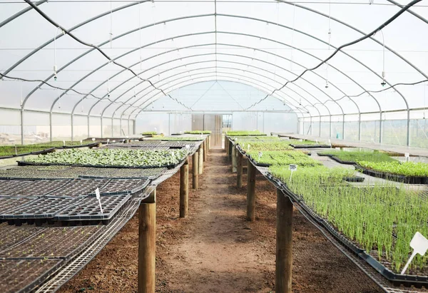 Sorok Terméssorok Csendéletkép Növényekről Amik Egy Üvegházban Nőnek Egy Farmon — Stock Fotó