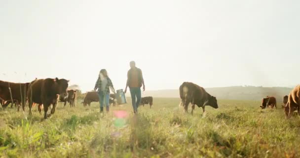 健康と持続可能なライフスタイルのために一緒に働く田舎のカップルと農場 牛や牛乳 日の出 自然と酪農家の男性と動物の牛の分野で女性と乳製品 — ストック動画