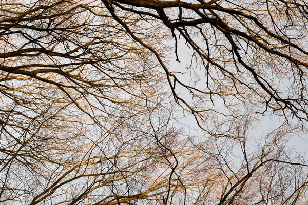 Trees of all types and seasons. A beautiful world of differences. Trees and forests of all types and seasons