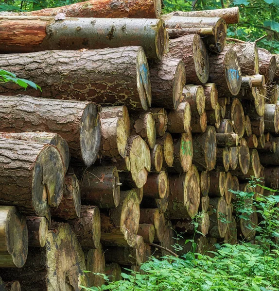 Preparation Firewood Winter Stacks Firewood Forest Firewood Background Sawed Chopped — Stock Photo, Image