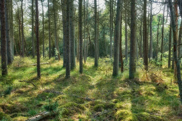 Trees of all types and seasons. A beautiful world of differences. Trees and forests of all types and seasons