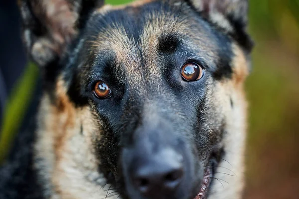 Kam Míček Letí Jdu Rozkošný Německý Ovčák Sedící Lese — Stock fotografie