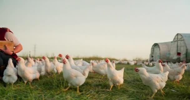 Lantbruk Kyckling Och Porträtt Familj Med Boskap Jordbruket Hållbart Och — Stockvideo