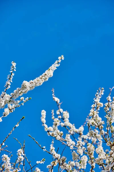 Shot Mirabelle Plum Blooming Season Spring Plant Life Its Natural —  Fotos de Stock