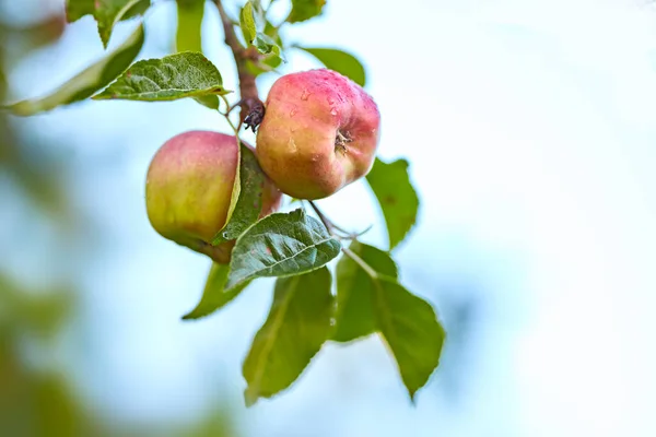 Apples Outdoor Setting Photo Taste Beautiful Apples — Stock Fotó