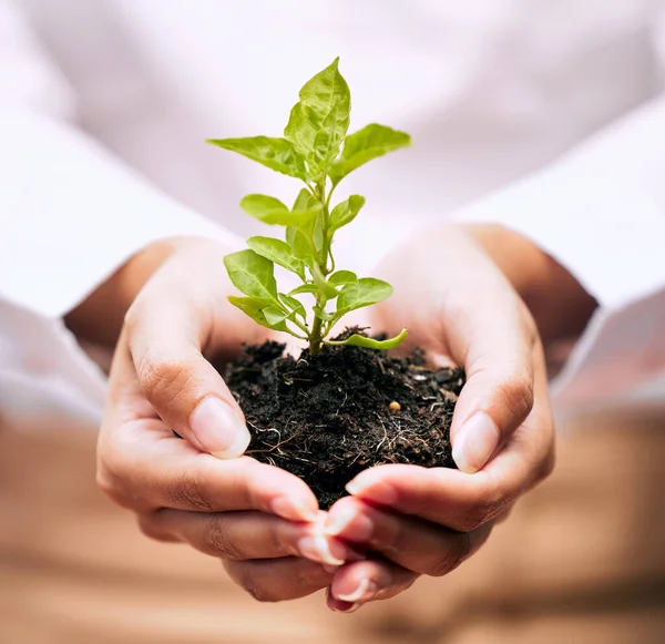Crescimento Uma Bela Jornada Empresário Irreconhecível Que Detém Uma Planta — Fotografia de Stock