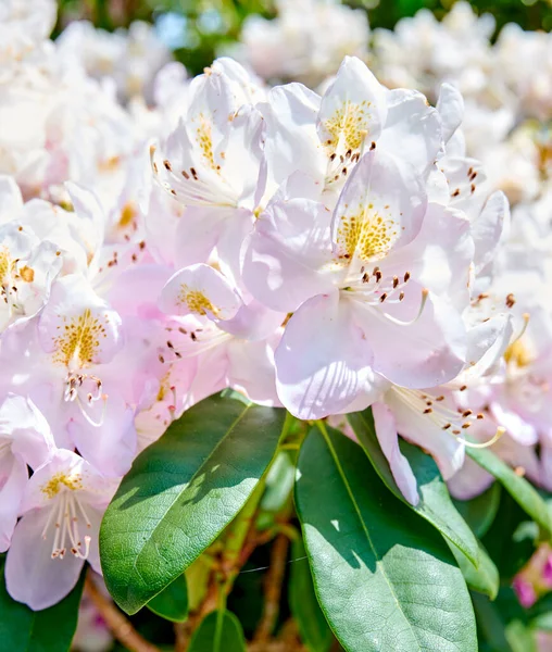 Rhododendron Garden Flowers May — Zdjęcie stockowe